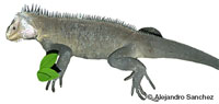 Image of Iguana delicatissima