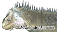 Image of Iguana delicatissima