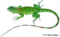 Image of Iguana melanoderma