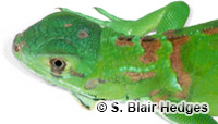 Image of Iguana melanoderma