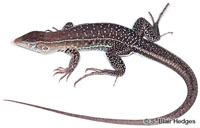 Image of Pholidoscelis griswoldi