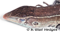 Image of Pholidoscelis griswoldi