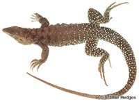 Image of Pholidoscelis plei
