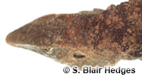 Image of Pholidoscelis plei