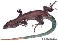 Image of Cnemidophorus vanzoi