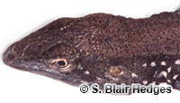 Image of Cnemidophorus vanzoi