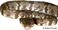 Image of Corallus grenadensis