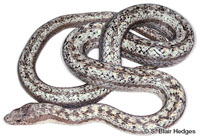 Image of Alsophis antiguae