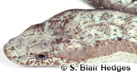 Image of Alsophis antiguae