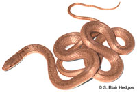 Image of Alsophis rijgersmaei