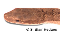 Image of Alsophis rijgersmaei