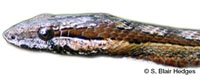 Image of Alsophis rufiventris