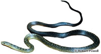 Image of Alsophis rufiventris