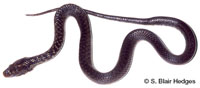 Image of Erythrolamprus juliae