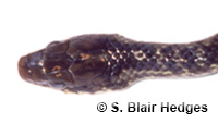 Image of Erythrolamprus juliae