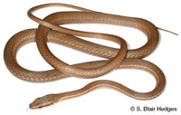 Image of Mastigodryas bruesi