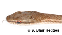 Image of Mastigodryas bruesi