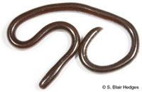 Image of Indotyphlops braminus