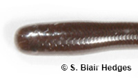 Image of Indotyphlops braminus