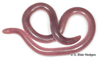 Image of Antillotyphlops geotomus