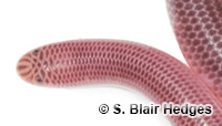 Image of Antillotyphlops geotomus