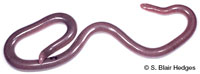 Image of Antillotyphlops guadeloupensis