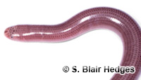 Image of Antillotyphlops guadeloupensis