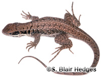 Image of Leiocephalus cubensis