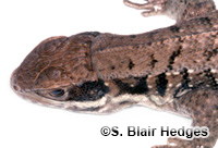 Image of Leiocephalus cubensis