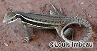 Image of Leiocephalus stictigaster