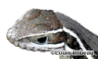 Image of Leiocephalus stictigaster