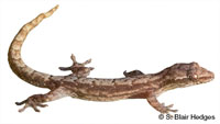 Image of Lepidodactylus lugubris
