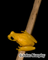 Image of Dendropsophus microcephalus