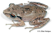 Image of Eleutherodactylus antillensis