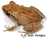 Image of Eleutherodactylus antillensis