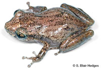 Image of Eleutherodactylus cochranae