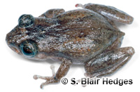 Image of Eleutherodactylus cochranae