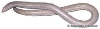 Image of Amphisbaena fenestrata