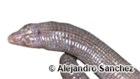 Image of Amphisbaena fenestrata