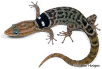 Image of Sphaerodactylus macrolepis