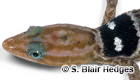 Image of Sphaerodactylus macrolepis