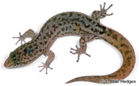 Image of Sphaerodactylus townsendi