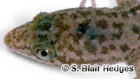 Image of Sphaerodactylus townsendi