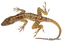 Image of Anolis acutus