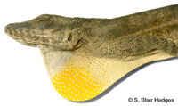 Image of Anolis acutus