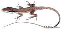 Image of Anolis pulchellus