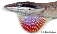 Image of Anolis pulchellus