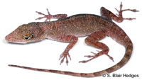 Image of Anolis stratulus