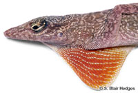 Image of Anolis stratulus