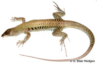 Image of Pholidoscelis exsul